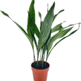 Cast Iron Plant Aspidistra Elatior