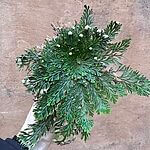 Rose of Jericho Resurrection Plant