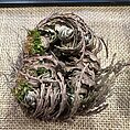 rose of jericho