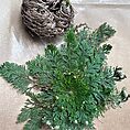 rose of jericho