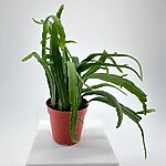 Lepismium Bolivianum Chain Succulent