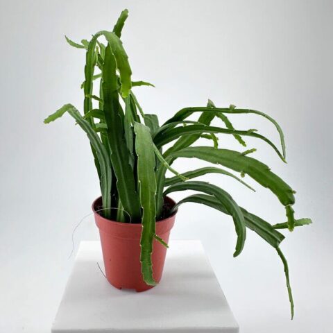 Lepismium Bolivianum Chain Succulent