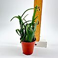 Lepismium Bolivianum Chain Succulent