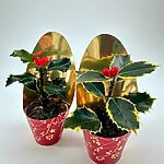 Festive Holly Ilex Plant