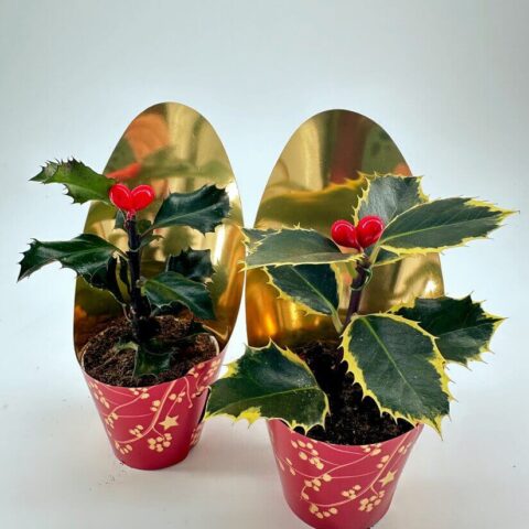 Festive Holly Plant with Decorative Pot Cover and Artificial Berries