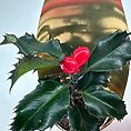 Festive Holly Plant with Decorative Pot Cover and Artificial Berries