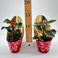 Festive Holly Plant with Decorative Pot Cover and Artificial Berries