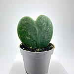 Hoya Kerrii Silver Splash Heart Plant 6cm pot