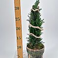 Dwarf Cypress Chamaecyparis in Rustic Planter with LED Lights