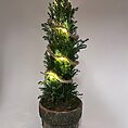 Dwarf Cypress Chamaecyparis in Rustic Planter with LED Lights