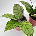 Hoya Callistophylla Wax Plant