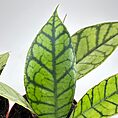 Hoya Callistophylla Wax Plant