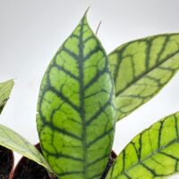 Hoya Callistophylla Wax Plant