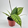 Hoya Callistophylla Wax Plant