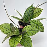 Hoya Callistophylla Wax Plant