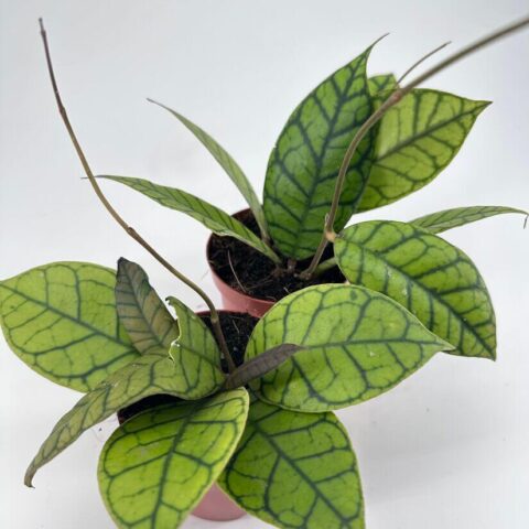 Hoya Callistophylla Wax Plant