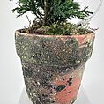 Dwarf Cypress Chamaecyparis in Rustic Planter with LED Lights
