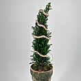 Dwarf Cypress Chamaecyparis in Rustic Planter with LED Lights