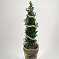 Dwarf Cypress Chamaecyparis in Rustic Planter with LED Lights