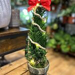 Dwarf Cypress Chamaecyparis Christmas Tree in Rustic Planter with LED Lights