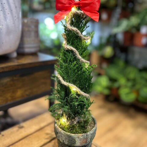 Dwarf Cypress Chamaecyparis in Rustic Planter with LED Lights