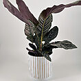 White Plastic Planter with Rustic Golden Lines 15cm calathea ornata