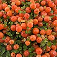 Features:  Bright Berries: Produces tiny, glossy orange berries that beautifully contrast with its lush green foliage. Compact Growth: Ideal for small spaces, terrariums, or decorative displays. Terrarium-Friendly: Thrives in the consistent humidity of closed or open terrariums. Care Guide:  Light: Prefers bright, indirect light. Avoid direct sunlight, which can scorch the foliage. Water: Keep the soil evenly moist but avoid waterlogging. Use a well-draining potting mix. Humidity: Enjoys high humidity, making it perfect for terrariums or moisture-rich environments. Temperature: Thrives in cool to moderate temperatures between 10-20°C. Feeding: Feed with a diluted, balanced fertiliser during the growing season (spring and summer). Troubleshooting:  Yellowing Leaves: Often a sign of overwatering or poor drainage. No Berries: Ensure the plant receives enough light and consistent moisture. Why Choose Nertera granadensis? This unique, bead-like plant adds a stunning visual element to terrariums, indoor gardens, and decorative displays. Its compact size and vibrant berries make it a standout choice for plant collectors and enthusiasts.  Perfect For:  Terrariums: Thrives in high humidity and compact spaces. Decorative Bowls and Small Indoor Spaces: Adds charm and vibrant colour.