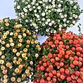 Features:  Bright Berries: Produces tiny, glossy orange berries that beautifully contrast with its lush green foliage. Compact Growth: Ideal for small spaces, terrariums, or decorative displays. Terrarium-Friendly: Thrives in the consistent humidity of closed or open terrariums. Care Guide:  Light: Prefers bright, indirect light. Avoid direct sunlight, which can scorch the foliage. Water: Keep the soil evenly moist but avoid waterlogging. Use a well-draining potting mix. Humidity: Enjoys high humidity, making it perfect for terrariums or moisture-rich environments. Temperature: Thrives in cool to moderate temperatures between 10-20°C. Feeding: Feed with a diluted, balanced fertiliser during the growing season (spring and summer). Troubleshooting:  Yellowing Leaves: Often a sign of overwatering or poor drainage. No Berries: Ensure the plant receives enough light and consistent moisture. Why Choose Nertera granadensis? This unique, bead-like plant adds a stunning visual element to terrariums, indoor gardens, and decorative displays. Its compact size and vibrant berries make it a standout choice for plant collectors and enthusiasts.  Perfect For:  Terrariums: Thrives in high humidity and compact spaces. Decorative Bowls and Small Indoor Spaces: Adds charm and vibrant colour.