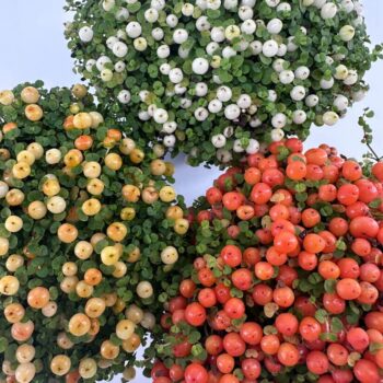 Nertera Granadensis Coral Bead Plant