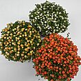Features:  Bright Berries: Produces tiny, glossy orange berries that beautifully contrast with its lush green foliage. Compact Growth: Ideal for small spaces, terrariums, or decorative displays. Terrarium-Friendly: Thrives in the consistent humidity of closed or open terrariums. Care Guide:  Light: Prefers bright, indirect light. Avoid direct sunlight, which can scorch the foliage. Water: Keep the soil evenly moist but avoid waterlogging. Use a well-draining potting mix. Humidity: Enjoys high humidity, making it perfect for terrariums or moisture-rich environments. Temperature: Thrives in cool to moderate temperatures between 10-20°C. Feeding: Feed with a diluted, balanced fertiliser during the growing season (spring and summer). Troubleshooting:  Yellowing Leaves: Often a sign of overwatering or poor drainage. No Berries: Ensure the plant receives enough light and consistent moisture. Why Choose Nertera granadensis? This unique, bead-like plant adds a stunning visual element to terrariums, indoor gardens, and decorative displays. Its compact size and vibrant berries make it a standout choice for plant collectors and enthusiasts.  Perfect For:  Terrariums: Thrives in high humidity and compact spaces. Decorative Bowls and Small Indoor Spaces: Adds charm and vibrant colour.