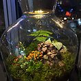 terrarium workshop