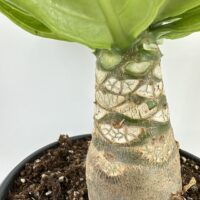 Close-up of caudex succulent with textured trunk and glossy leaves on white background.