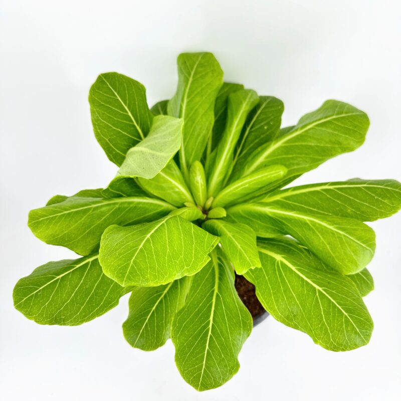 Pak Choi (Bok Choy) Rosette, Top View on White Overhead view of potted bok choy (pak choi) rosette, fresh leafy Asian vegetable, white background.
