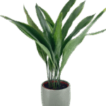 Cast Iron Plant Aspidistra Elatior