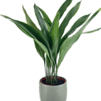 Minimalistic Sage Green Planter  Cast Iron Plant Aspidistra Elatior