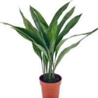Cast Iron Plant Aspidistra Elatior