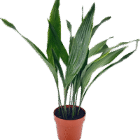 Cast Iron Plant Aspidistra Elatior