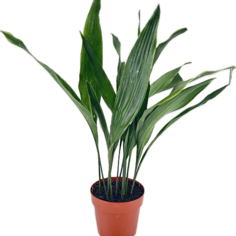 Cast Iron Plant Aspidistra Elatior Cast Iron Plant Aspidistra Elatior