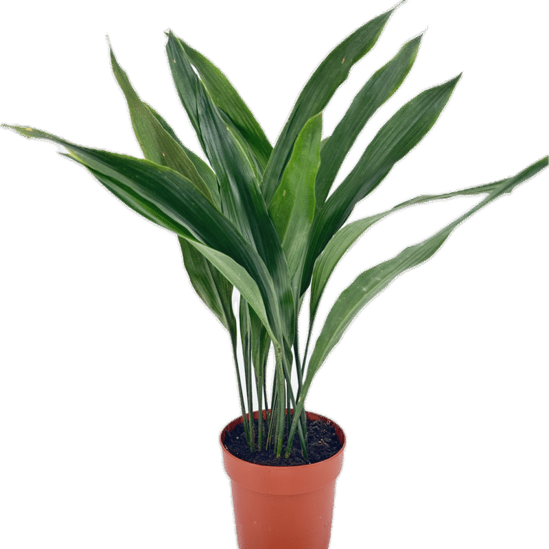 Cast Iron Plant Aspidistra Elatior Cast Iron Plant Aspidistra Elatior