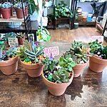 DIY Succulent Garden Kit With Step-By-Step Guides