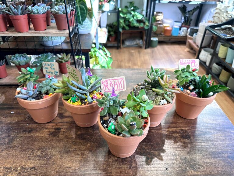 Lively arrangement of colourful succulents in terracotta pots, showcasing diverse shapes and textures.