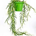 Hanging plant in geometric pot with vibrant greenery on a clean white background.