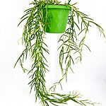 Hoya Linearis Wax Plant