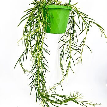 Hanging plant in geometric pot with vibrant greenery on a clean white background.
