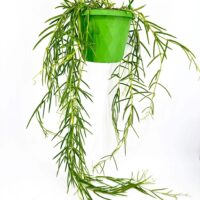 Hanging plant in geometric pot with vibrant greenery on a clean white background.