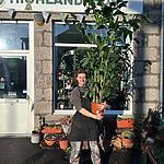 Caryota Mitis Fish-Tail Palm Tree