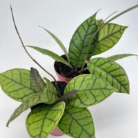 Hoya Callistophylla Wax Plant