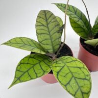 Hoya Callistophylla Wax Plant