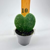 Hoya Kerrii Silver Splash Heart Plant