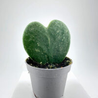 Hoya Kerrii Silver Splash Heart Plant